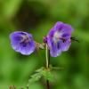 털쥐손이 | Geranium eriostemon Fischer