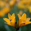 원추리 | Hemerocallis aurantiaca Baker