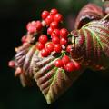 가막살나무 | Viburnum dilatatum Thunberg