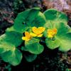 동의나물 | Caltha palustris Linne var. nipponica Hara