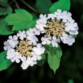 백당나무 / Viburnum sargentii Koehne