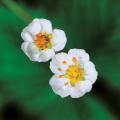 닷딸기 / Fragaria yezoensis Hara