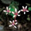 구름범의귀 | Saxifraga Iaciniata Nakai et Takeda