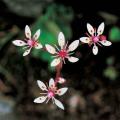 구름범의귀 | Saxifraga Iaciniata Nakai et Takeda
