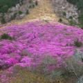 진달래 군락 | Rhododendron mucronulatum Turcz.