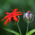 털동자꽃 | Lychnis fulgens Fischer.