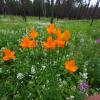 큰금매화 | Trollius macropetalus Fr. Schmidt