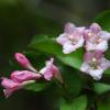 병꽃나무 | Weigela subsessilis (Nak.) Bailey (Korean weigela)