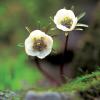 변산바람꽃 | Eranthis pinnatifida Maxim.