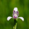 큰방울새난 | Pogonia japonica Reichenbach fil.