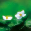 홀아비바람꽃 | Anemone koraiensis Nakai