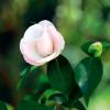동백 | Camellia japonica Linne