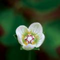 물매화풀 / Parassia palustris Linne
