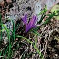 난장이붓꽃 / Iris uniflora Pallas