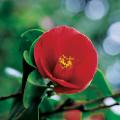 동백꽃 / Camellia japonica Linne