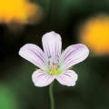 쥐손이 / Geranium sibiricum Linne