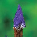 붓꽃 봉오리 | Iris sanguinea Hornemann
