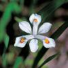 노랑무늬 붓꽃 | Iris odaesanensis Y. Lee
