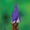 붓꽃 봉오리 | Iris sanguinea Hornemann
