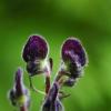 각시투구꽃 | Aconitum monanthum Nakai