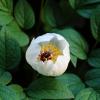 동백꽃 | Camellia japonica Linne