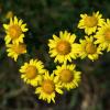 감국 | Chrysanthemum indicum Linne