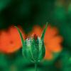 털동자꽃 | Lychnis fulgens Fischery