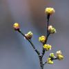 생강나무 | Lindera obtusiloba Blume