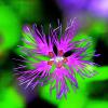술패랭이 | Dianthus superbus Linne