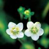 애기물매화 | Parnassia alpicola Makino