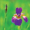 붓꽃 | Iris sanguinea Hornemann