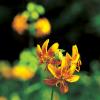 섬말나리 | Lilium hansonii Leichtlin