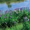 부채붓꽃 | Iris setosa Pallas