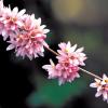분홍미선나무 | Abeliophyllum distichum Nakai for. lilacinum Nakai