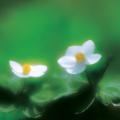 홀아비바람꽃 | Anemone koraiensis Nakai