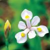 노랑무늬붓꽃 | Iris odaesanensis Y. Lee